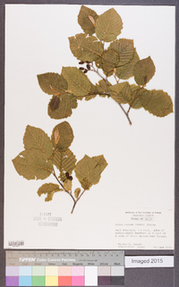 Alnus rugosa image