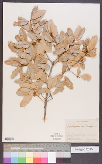 Quercus vaseyana image