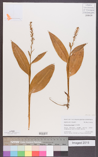 Platanthera flava image