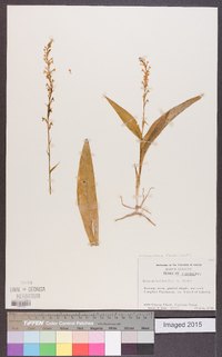 Platanthera flava image