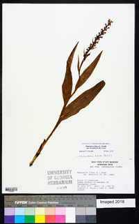 Platanthera flava image