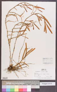 Epidendrum ramosum image