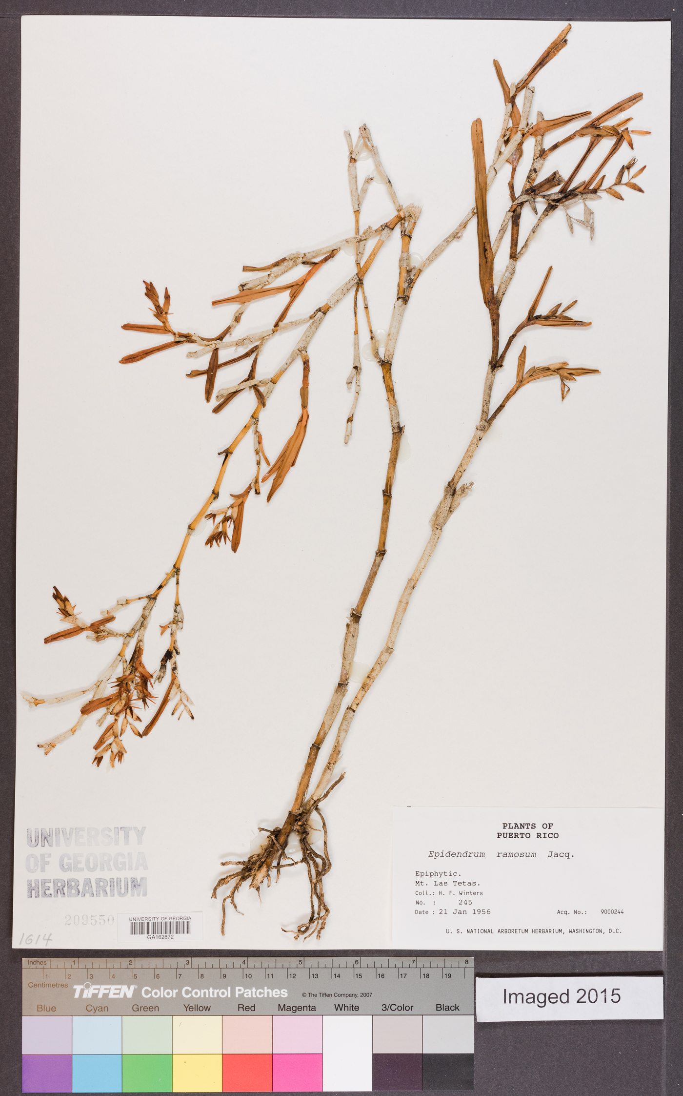 Epidendrum ramosum image