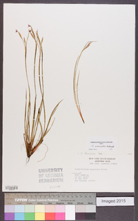 Sisyrinchium arenicola image