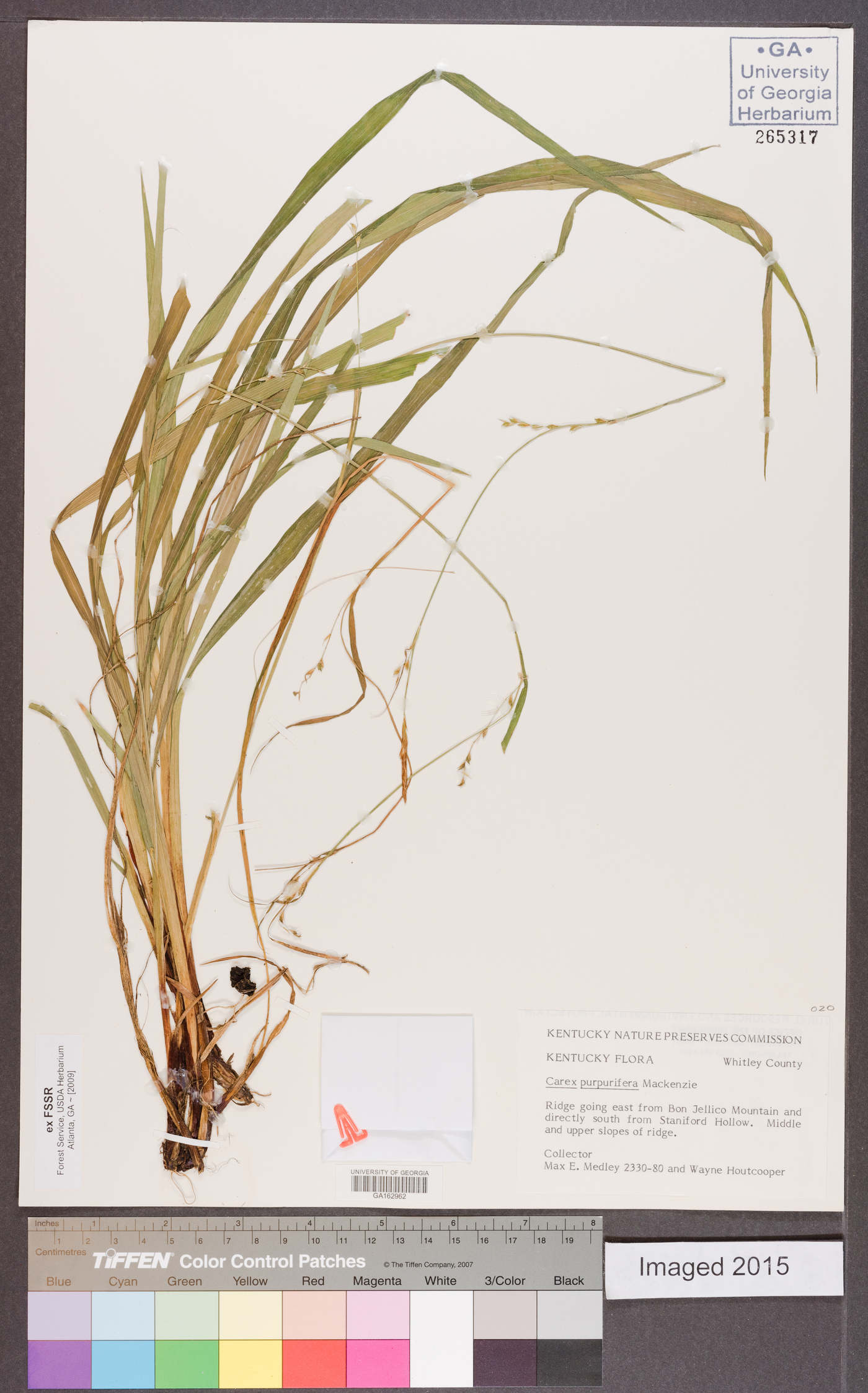 Carex purpurifera image