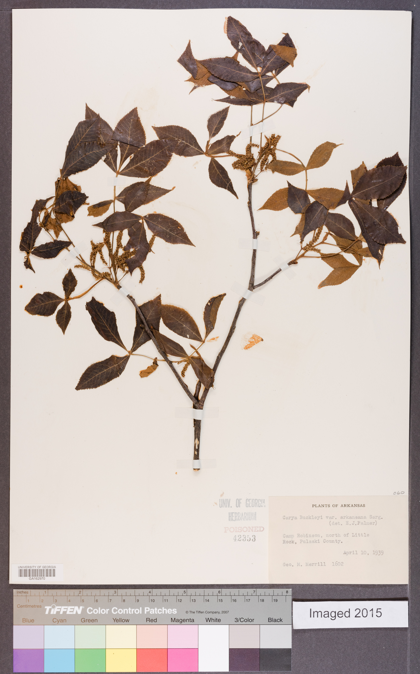 Carya buckleyi image