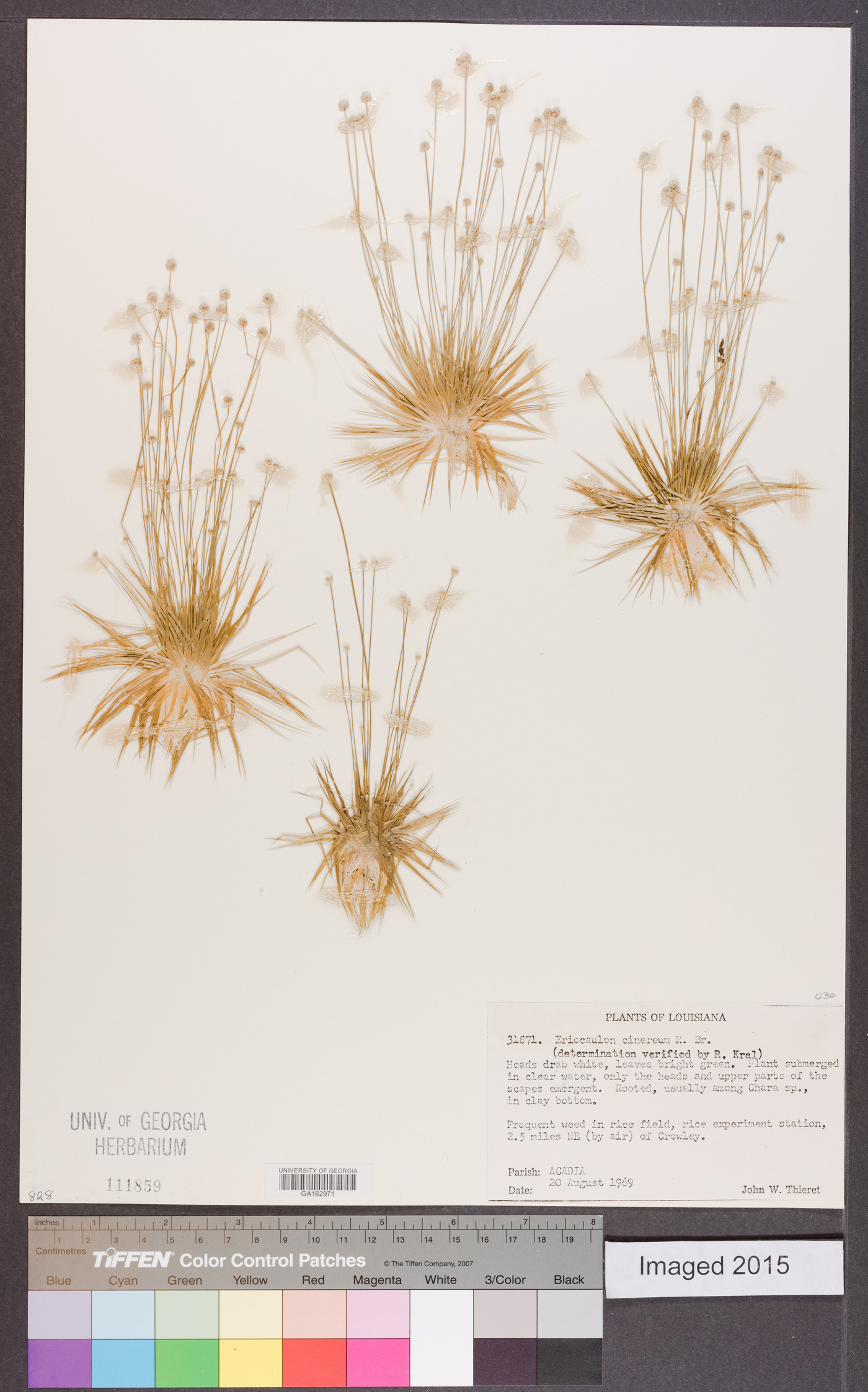 Eriocaulon cinereum image