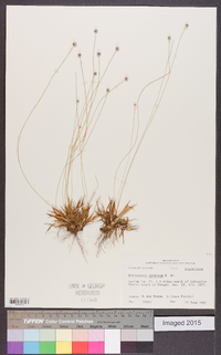 Eriocaulon cinereum image