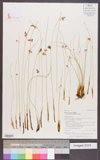 Juncus balticus subsp. balticus image