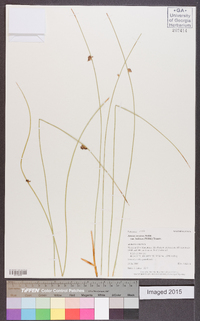 Juncus balticus subsp. balticus image