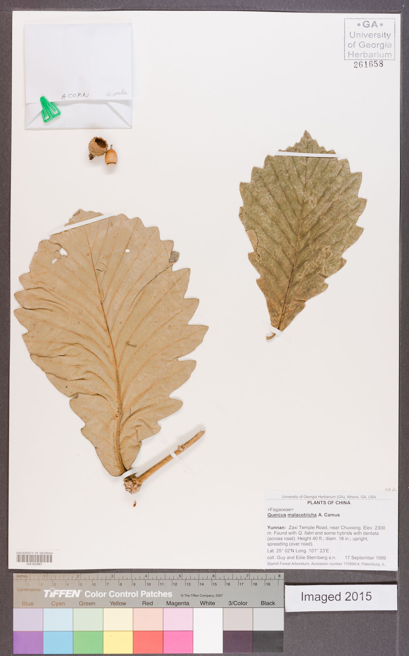 Quercus dentata subsp. yunnanensis image