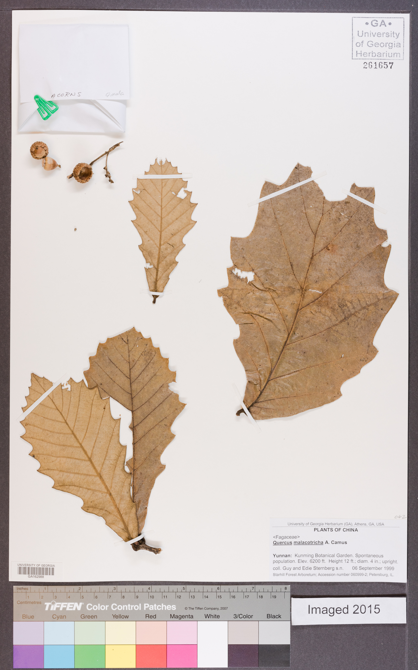 Quercus dentata subsp. yunnanensis image