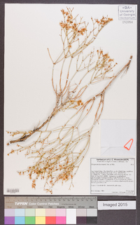 Eriogonum heermannii image