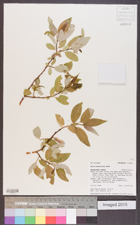 Salix monticola image