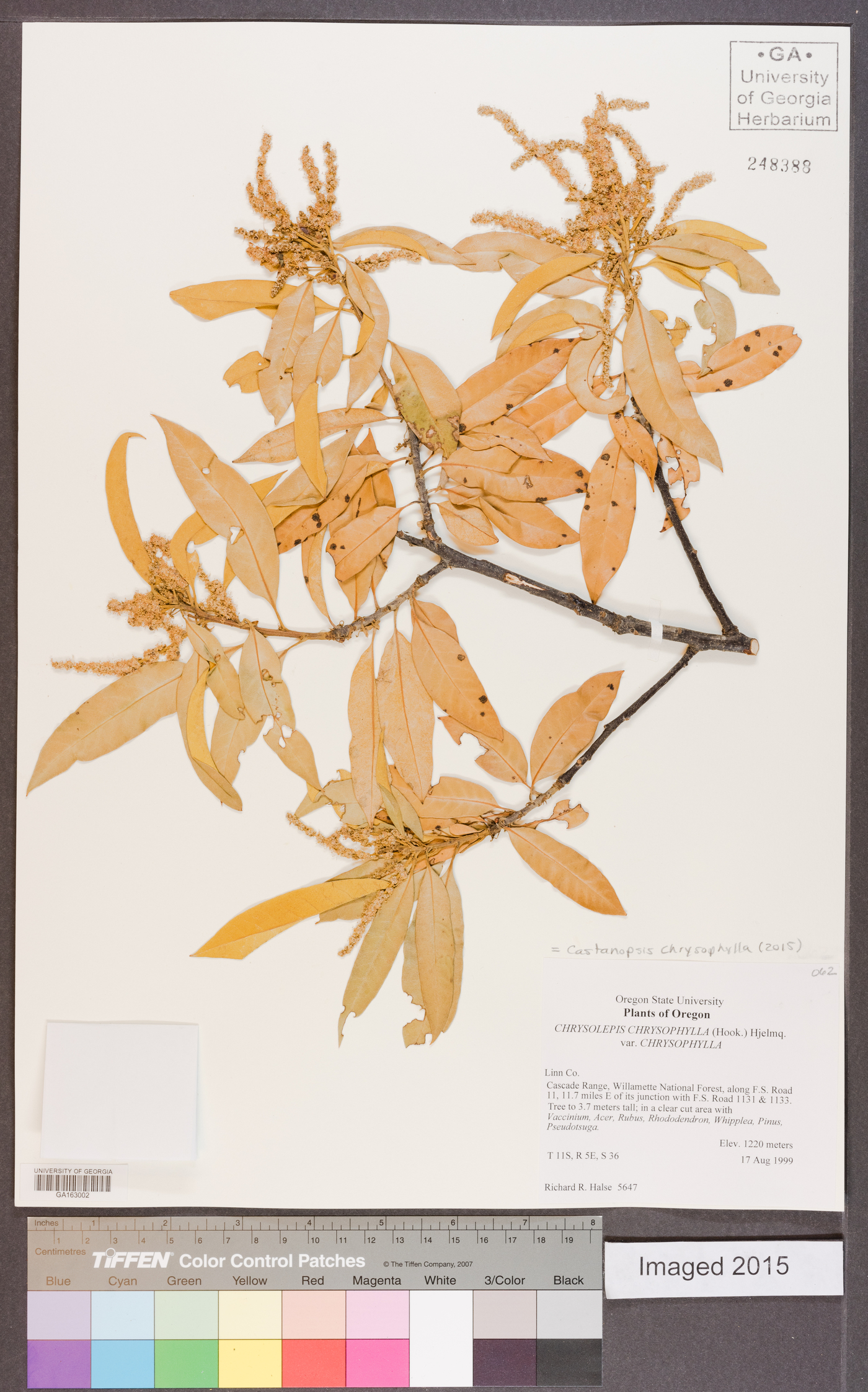 Castanopsis chrysophylla image