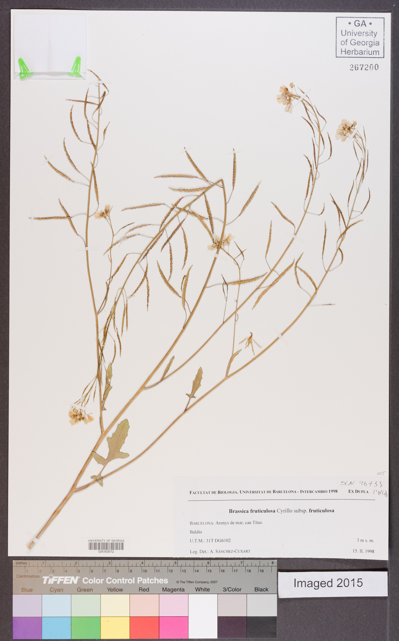Brassica fruticulosa subsp. fruticulosa image