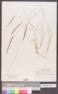 Sporobolus purpurascens image