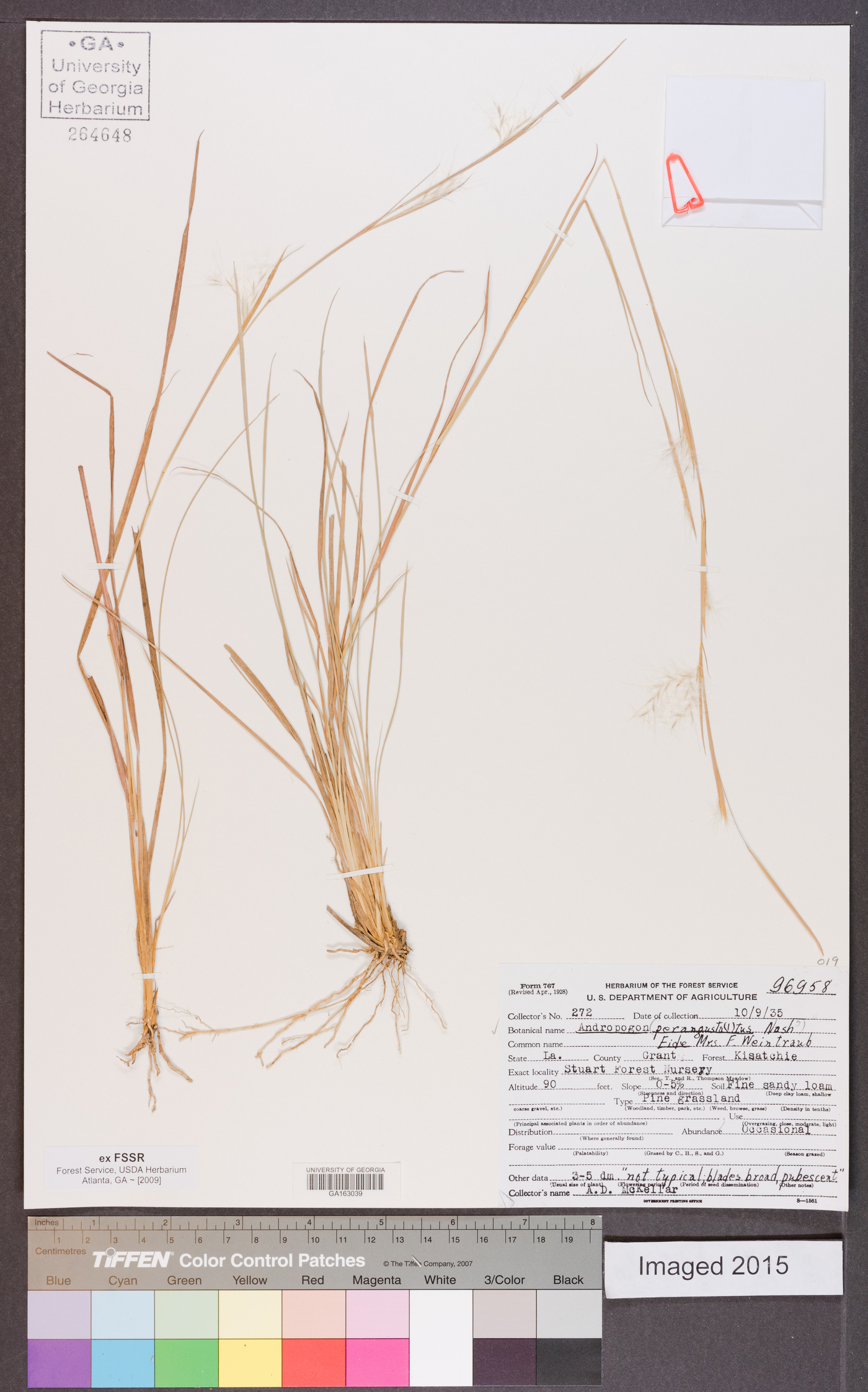 Andropogon perangustatus image