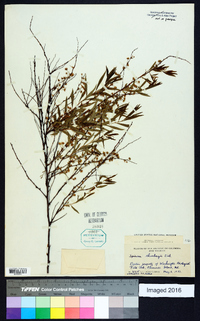 Spiraea thunbergii image