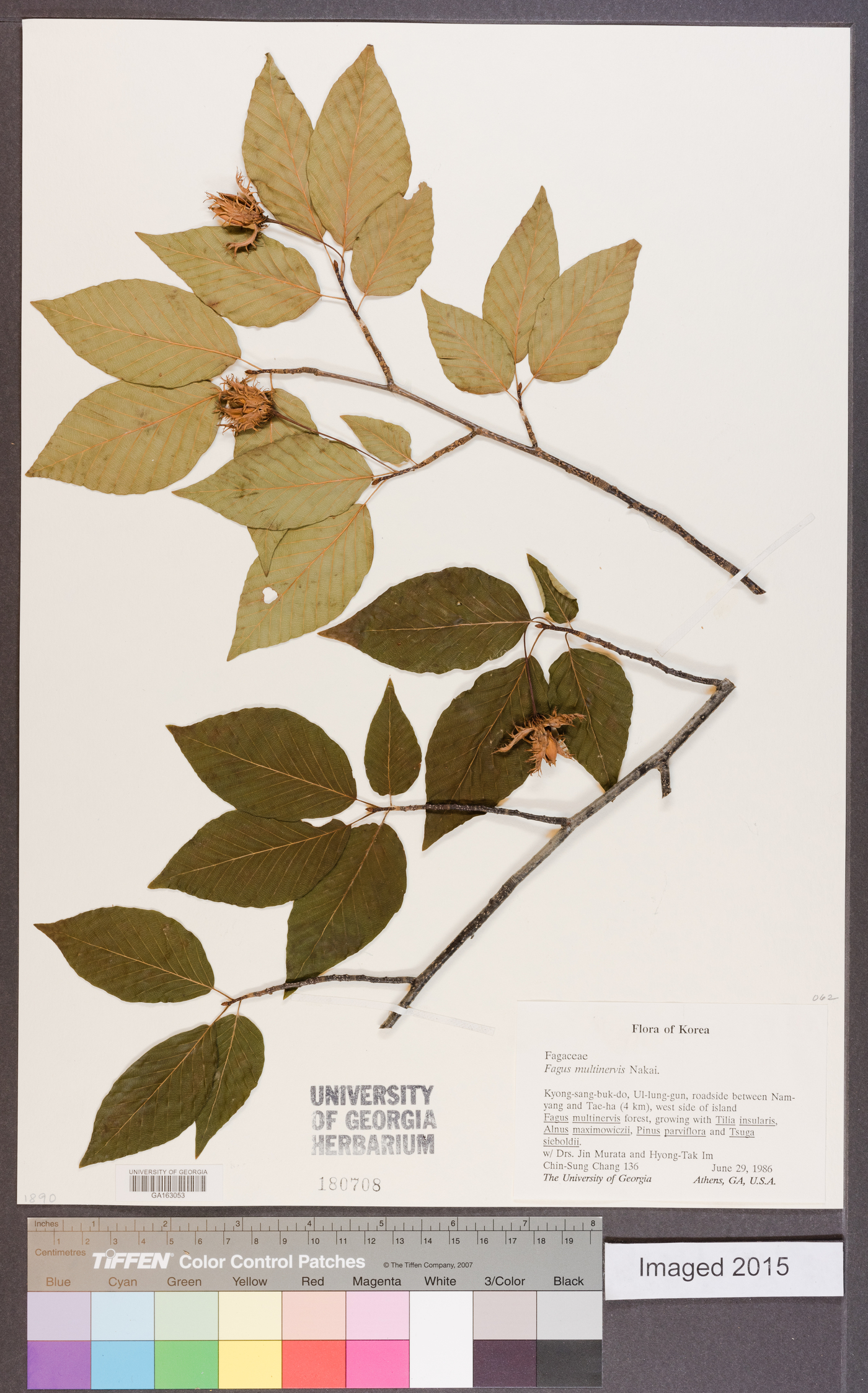 Fagus japonica var. multinervis image