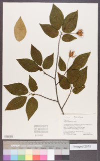 Fagus japonica var. multinervis image