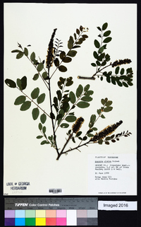 Amorpha glabra image