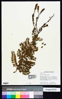 Amorpha herbacea image