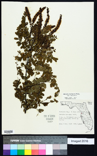 Amorpha herbacea var. herbacea image