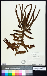 Amorpha herbacea var. herbacea image