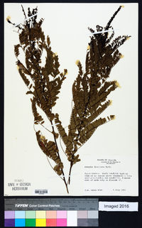 Amorpha floridana image