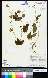 Amphicarpaea bracteata var. comosa image