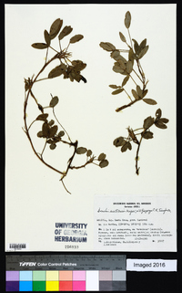 Arachis matiensis image