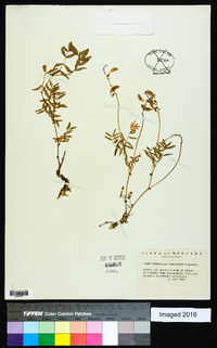 Astragalus australis image