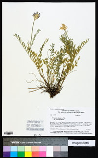 Astragalus laxmannii image