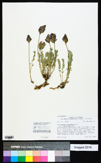 Astragalus laxmannii image