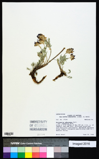 Astragalus laxmannii image