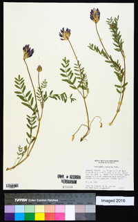 Astragalus laxmannii var. robustior image