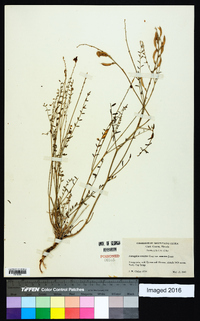 Astragalus arrectus image