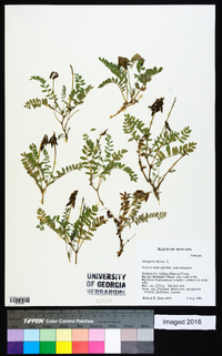 Astragalus alpinus image