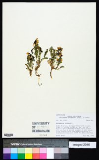 Astragalus alpinus image