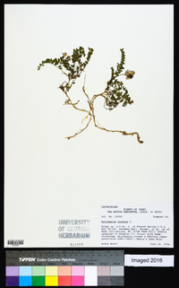 Astragalus alpinus image