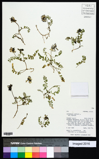 Astragalus alpinus image