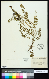 Astragalus alpinus image