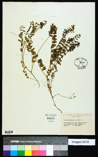 Astragalus alpinus image