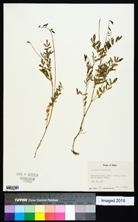 Astragalus alpinus image