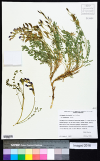 Astragalus beckwithii image