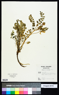 Astragalus beckwithii image