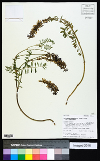 Astragalus bisulcatus image