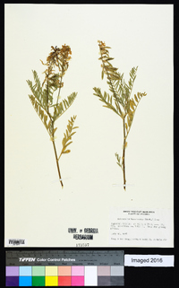 Astragalus bisulcatus image