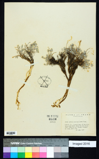 Astragalus calycosus image